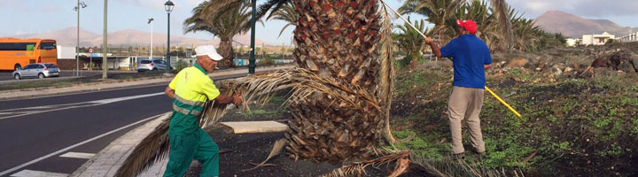 Teguise aprueba en pleno la adjudicación del mantenimiento y mejora de jardines