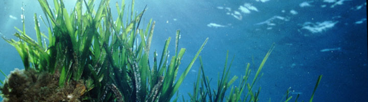 EMAYA ha retirado en la primera mitad del año 1.100 toneladas de posidonia de Cala Gamba