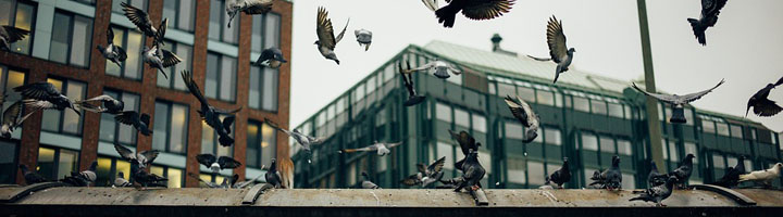 Las palomas, un peligro creciente para la salud en las ciudades