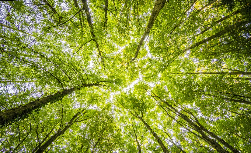 ACCIONA, seleccionada para el mantenimiento de las zonas verdes de Vigo