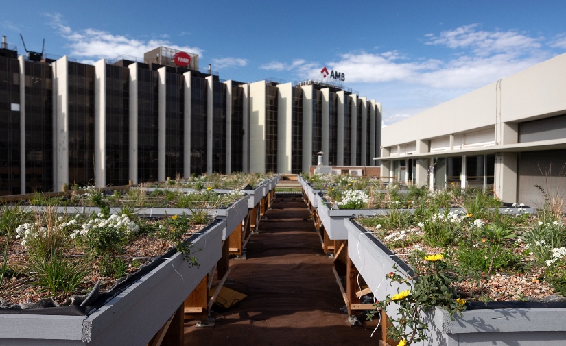 Arranca en Barcelona la prueba piloto de cubiertas naturalizadas sin riego adaptadas al clima mediterráneo
