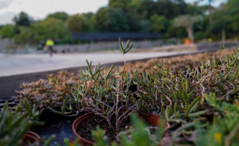 Barcelona se torna cada vez más verde