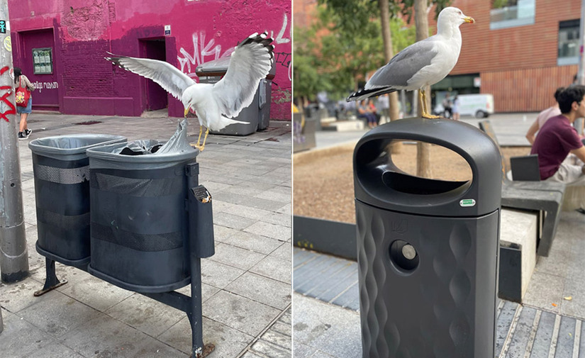 BENITO instala papeleras antigaviotas en Ciutat Vella en Barcelona