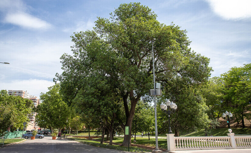 Cátedra de Bosques Urbanos de Zaragoza organiza un foro sobre gestión del patrimonio arbóreo en ciudades