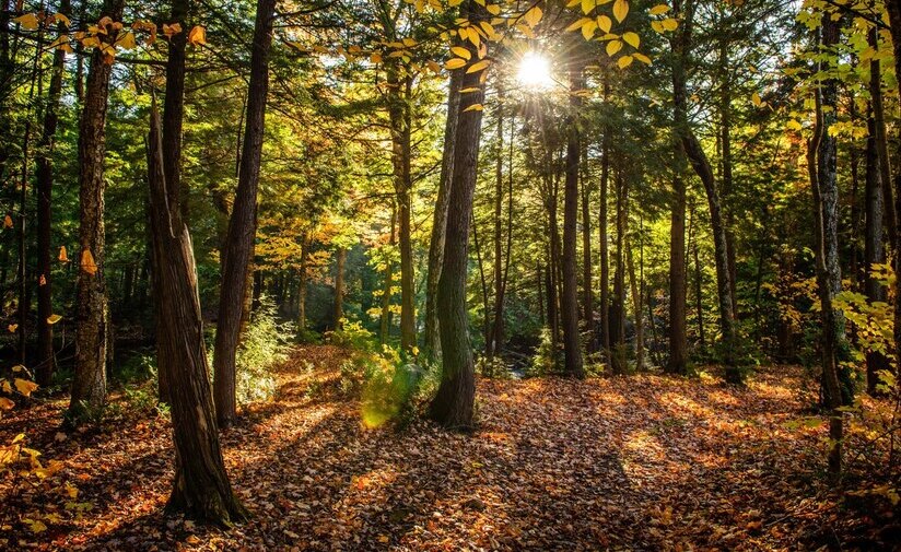 Claves de la caída de los árboles por fenómenos atmosféricos adversos