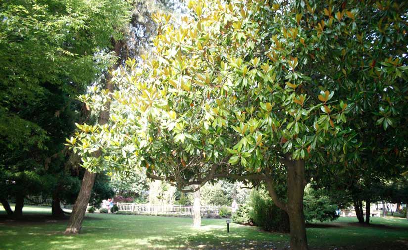 El Ayuntamiento de Oviedo pone en marcha el Programa de fomento de la biodiversidad en los parques y jardines