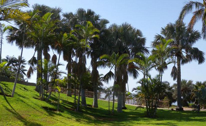 El Cabildo de Tenerife adjudica los contratos de mejora de las zonas verdes de las vías insulares