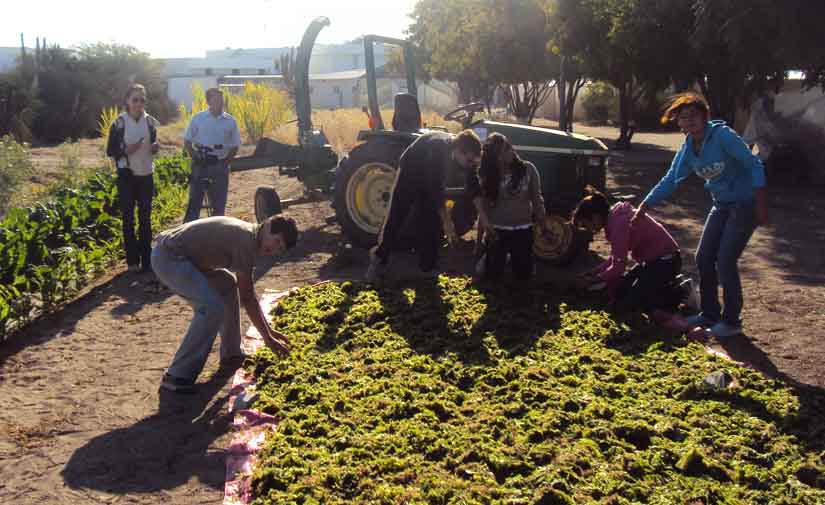 El compostaje: enseñanza útil en el manejo de residuos orgánicos y fomento de la conciencia ambiental