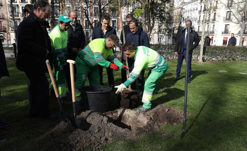 El Retiro, en Madrid, recupera sus tradicionales olmos gracias a nuevos árboles resistentes a la grafiosis