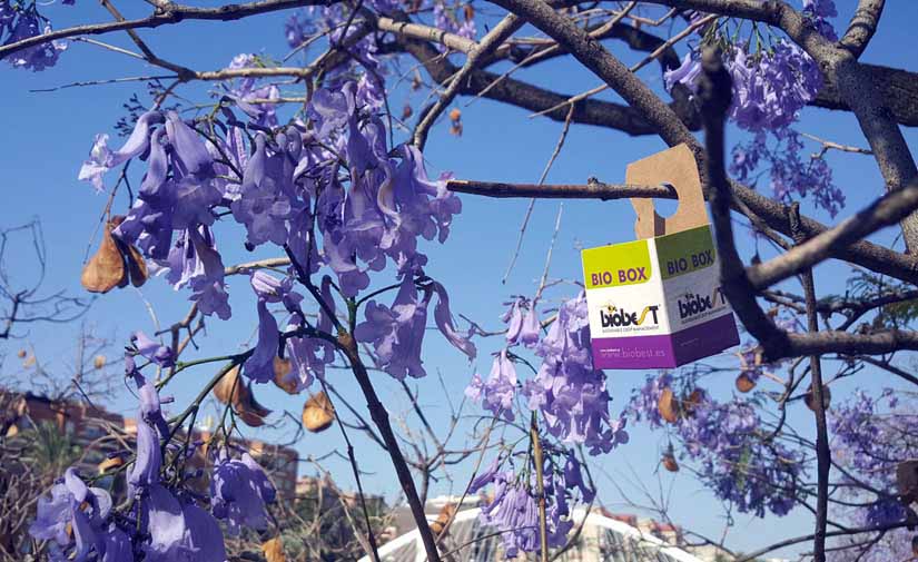 En Murcia utilizan insectos para conservar el arbolado del municipio