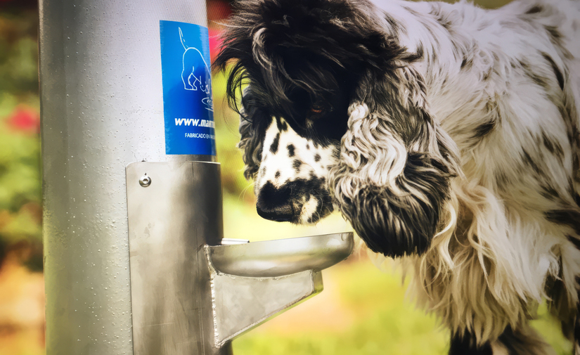Fuentes para perros: claves para elegir modelos antivandálicos y duraderos en 2026