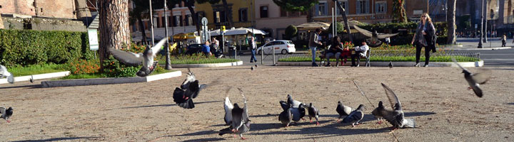 ANECPLA insiste en el necesario control de aves en las ciudades ante la relación de las gaviotas con la resistencia a antibióticos