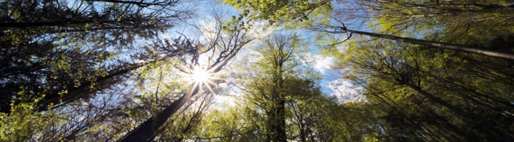 Científicos y ciudadanos demandan más naturaleza en las urbes con motivo del Día Mundial del Medio Ambiente