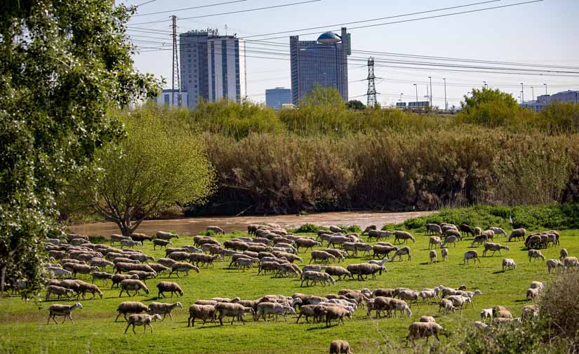 El AMB participa en 'LIFE URBAN GREENING PLANS' para mejorar espacios naturales de los bordes urbanos