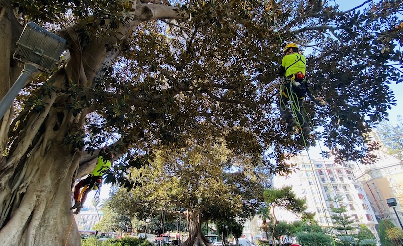 La ciudad de Valencia aumenta un 28% el presupuesto para el nuevo contrato de zonas verdes