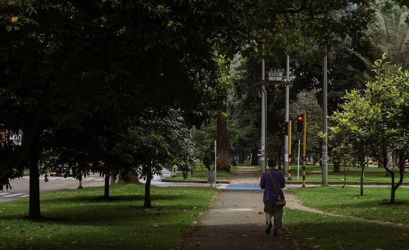 El cambio climático amenaza la supervivencia de los árboles urbanos en todo el mundo