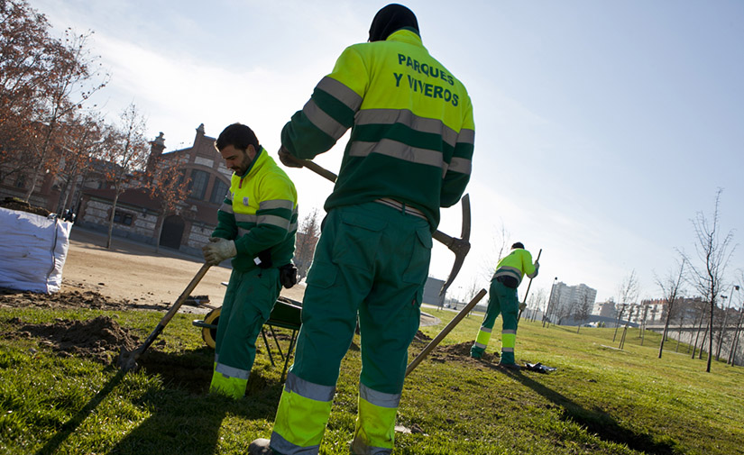 Madrid enriquecerá su patrimonio arbóreo con 7.500 nuevos ejemplares