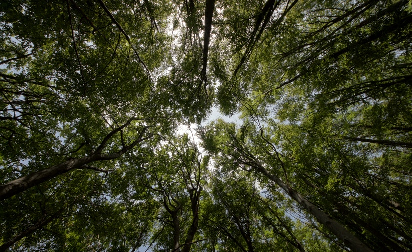 Madrid pone en marcha un plan para la plantación de 100.000 árboles