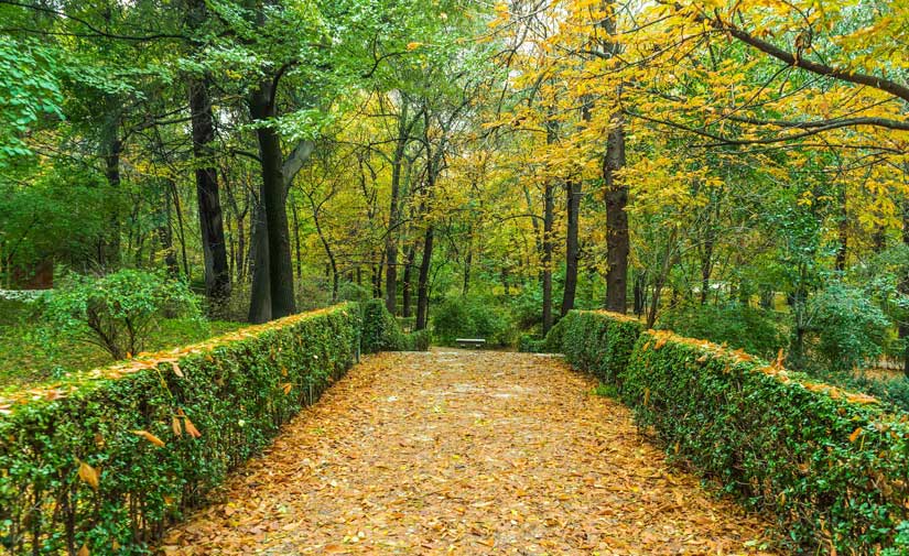 Madrid, reconocida ‘Ciudad arbórea del mundo 2019’ por la FAO y la Fundación Arbor Day