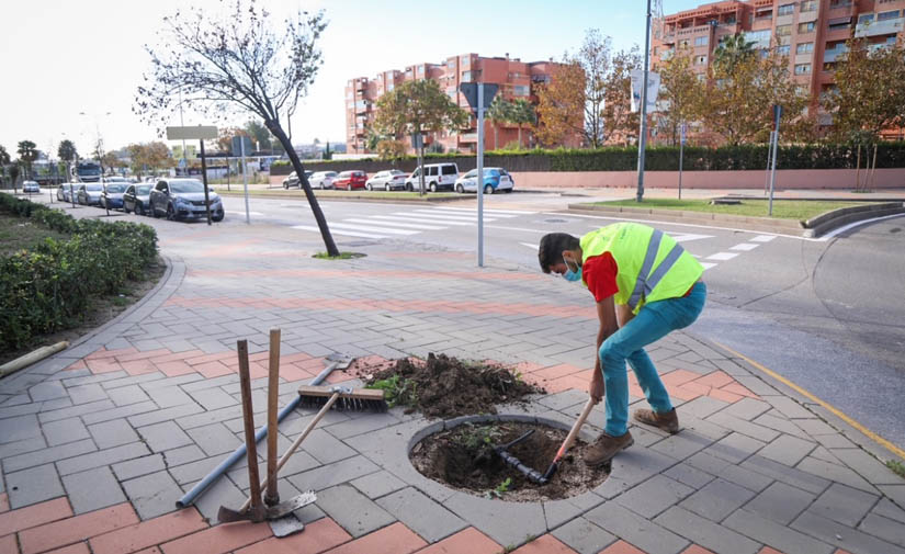 Málaga sumará casi un millar de nuevos árboles