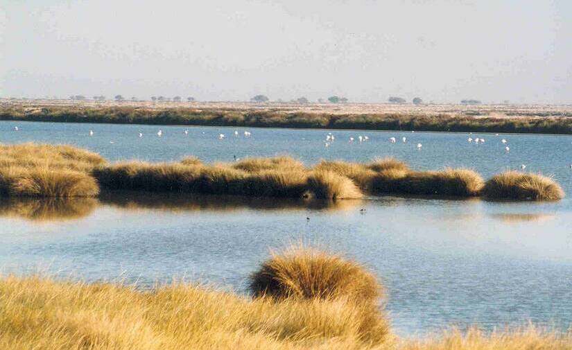 Manifiesto sin precedentes para preservar Doñana