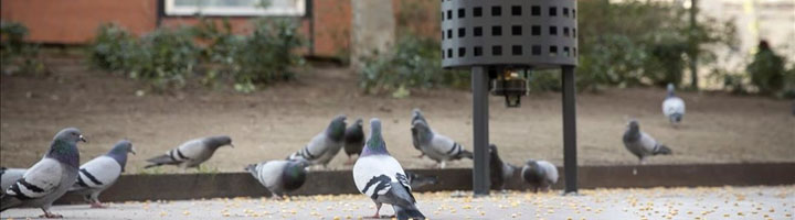 Barcelona instala dispensadores de pienso anticonceptivo para controlar la población de palomas