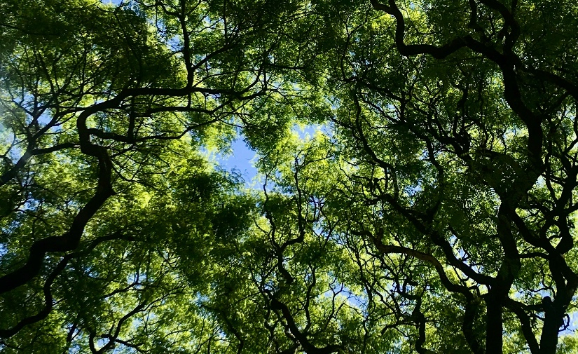 Redefiniendo el futuro: guía de recomendaciones para la gestión de la infraestructura verde periurbana