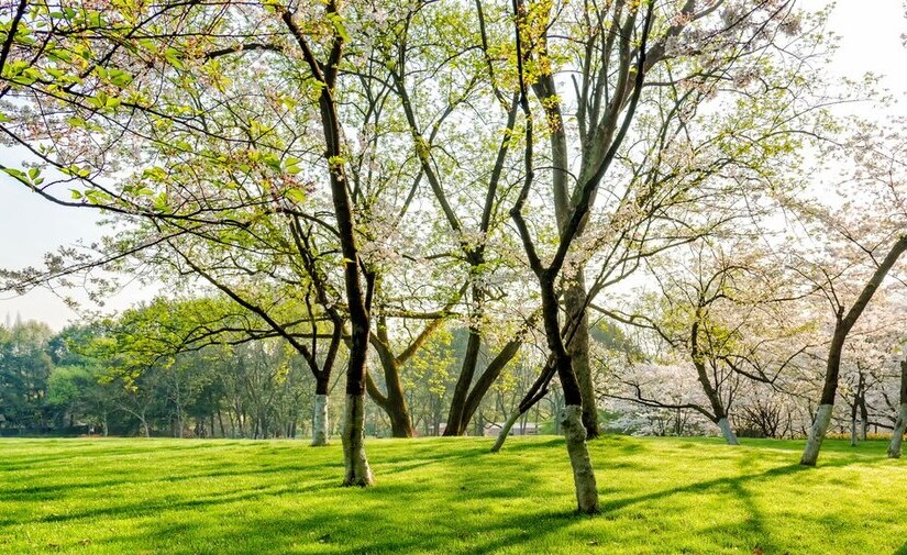 Salamanca, destacada por el Observatorio de Soluciones Basadas en la Naturaleza