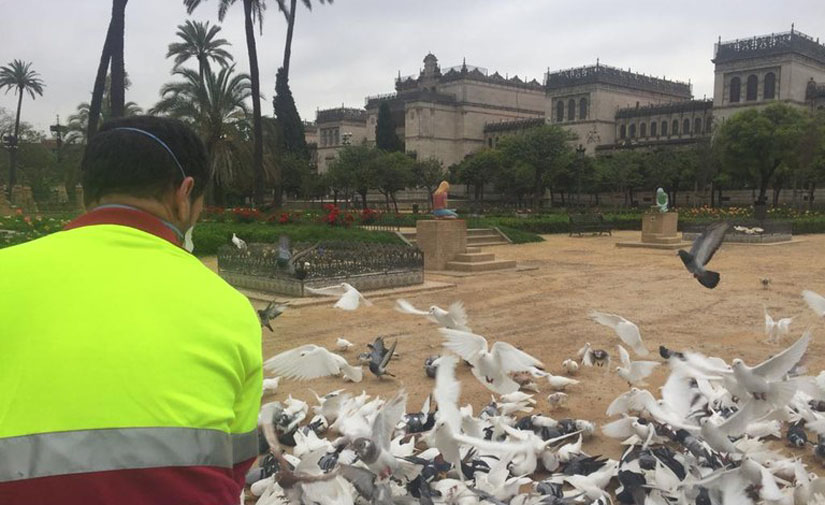 Sevilla invertirá un millón de euros en nuevos vehículos y herramientas para Parques y Jardines