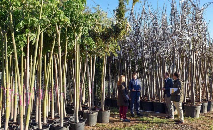 Sevilla licita un contrato para adquirir arbolado que complete la campaña de plantaciones en calles y parques 2019-2020