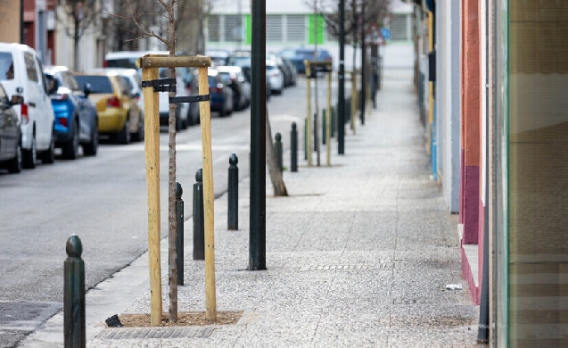 10.980 nuevos árboles en Zaragoza gracias al Plan de Arbolado Urbano