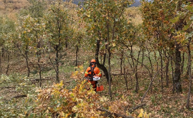 ACCIONA pone en marcha la restauración forestal de los montes de Piedralaves en Ávila