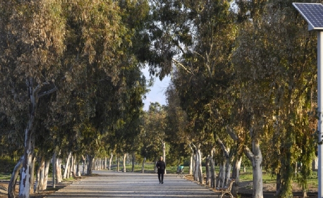 Adjudicado el Plan Director del arbolado urbano de Almería para impulsar su gestión sostenible