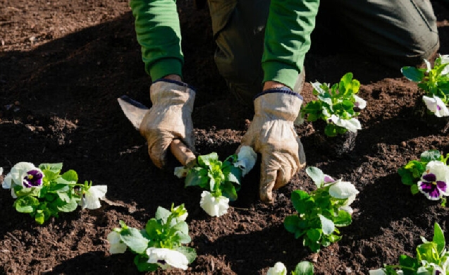 Barcelona recupera el 80 % del arbolado afectado por la sequía y acelera la mejora de las zonas verdes