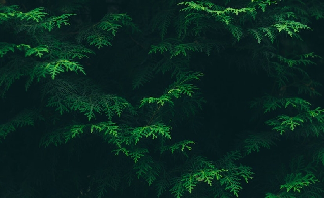 Barreras a la implantación de soluciones basadas en la naturaleza en las ciudades