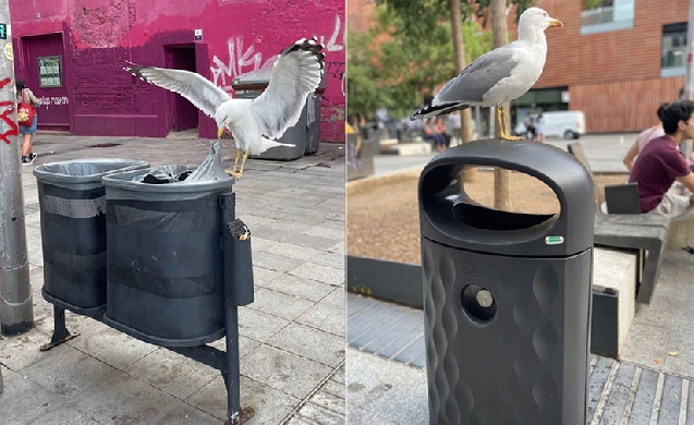 BENITO instala papeleras antigaviotas en Ciutat Vella en Barcelona