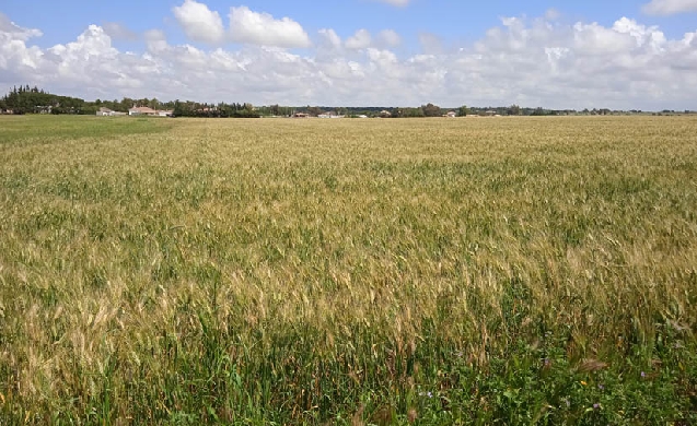 Chiclana de la Frontera se suma al autoconsumo a través de la implantación de plantas solares