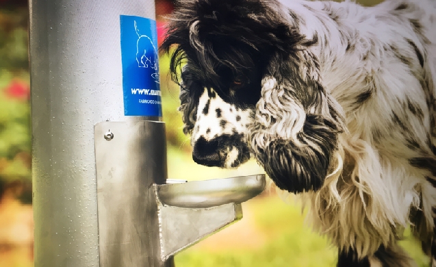 Fuentes para perros: claves para elegir modelos antivandálicos y duraderos en 2026