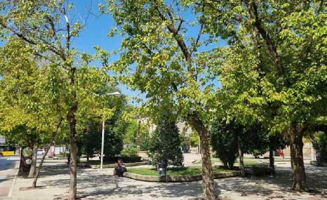 Ourense planea la plantación de 10.000 nuevos árboles
