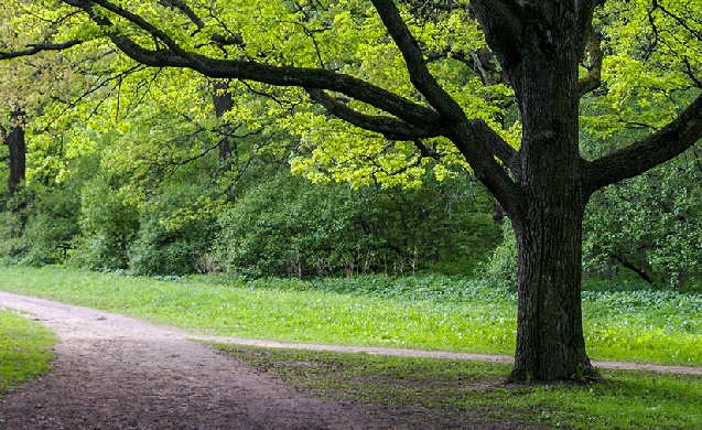 Ser o no ser… de la infraestructura verde urbana