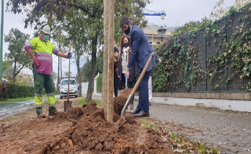 Sevilla supera ya los 1.000 nuevos árboles en alcorques antes vacíos