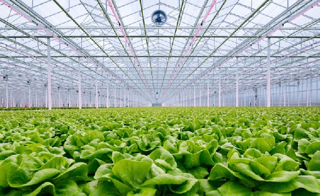 Signify presentará sus soluciones de iluminación para la agricultura en la feria Infoagro 2023