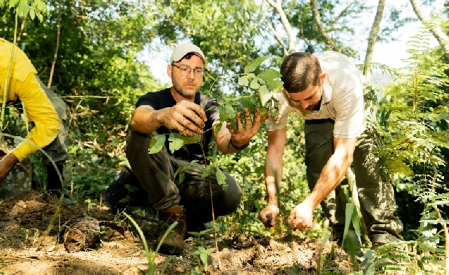 Un estudio de la Universidad de Málaga alerta de las desigualdades sociales que produce la distribución del arbolado urbano