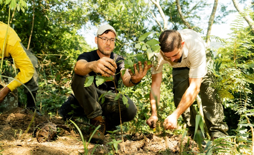 Un estudio de la Universidad de Málaga alerta de las desigualdades sociales que produce la distribución del arbolado urbano