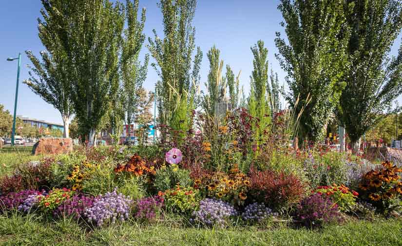 Zaragoza plantará plantas con flor en más de sesenta zonas