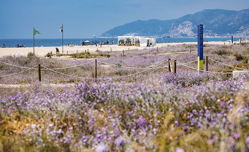 El AMB implanta el plan de mejora de la biodiversidad de las playas metropolitanas